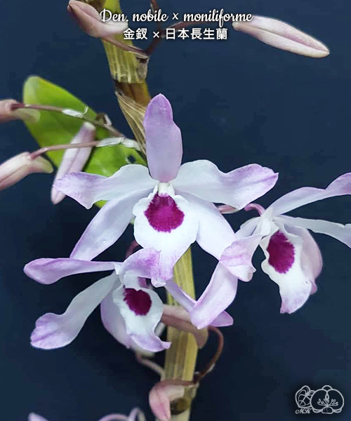 美琪園藝Miki Orchid - 批發專區